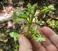 Large-leaved Bog Orchid thumbnail 3