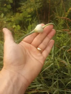 Garlic thumbnail 3