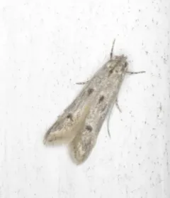 Blastodacna bicristatella thumbnail 4