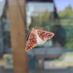 Western Conifer Looper thumbnail 3