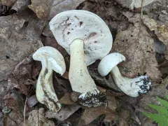Tylopilus intermedius thumbnail 1