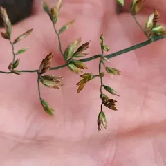 Canada bluegrass thumbnail 3