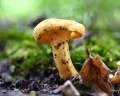 Midwestern yellow chanterelle thumbnail 1