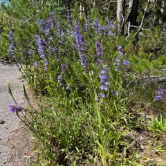 Smooth Beardtongue thumbnail 4