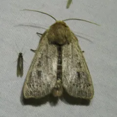 False Wainscot thumbnail 4