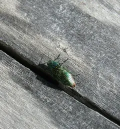 Yellow-spotted Jewel Beetle thumbnail 2