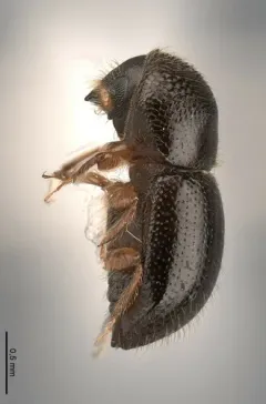 Black Stem Borer thumbnail 3