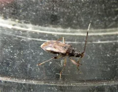 Ozophora occidentalis thumbnail 2