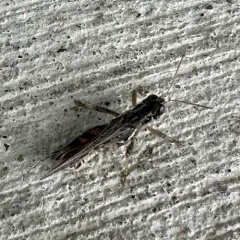 Tiny Spur-throat Grasshopper thumbnail 3