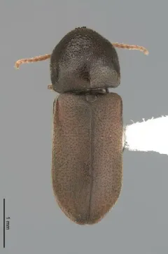 Ptilinus ruficornis thumbnail 4