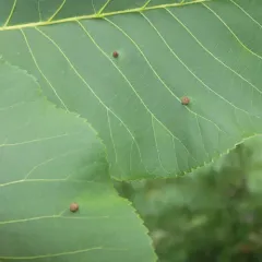 Hickory Sticky Ginger Jar Gall Midge thumbnail 4