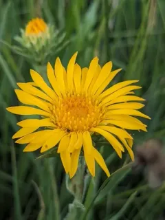 Pyrrocoma integrifolia thumbnail 2