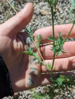 Prairie Burnet thumbnail 3