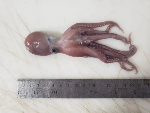 January Octopus