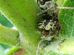 Bi-blotched Cryptocephalus thumbnail 4