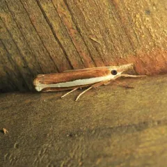 Wide-striped Grass-veneer thumbnail 3