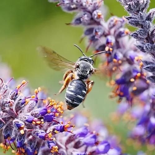 Eastern Scaly Miner Bee