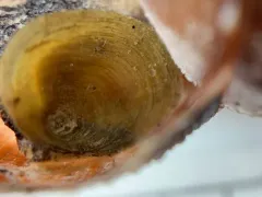 Buccinum fragile thumbnail 2