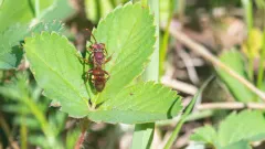 Bethune's Cuckoo Nomad Bee thumbnail 1