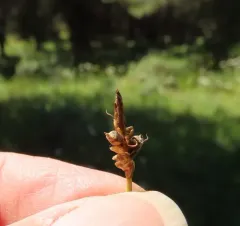 threadleaf sedge thumbnail 4