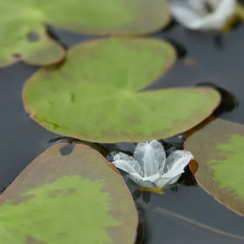 little floatingheart