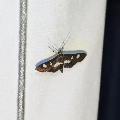 Grape Leaffolder Moth thumbnail 4