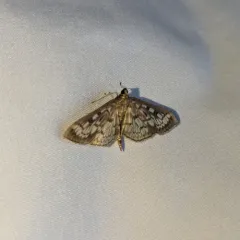 Zigzag Herpetogramma Moth thumbnail 2