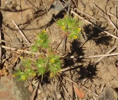 yellow pincushion plant thumbnail 4