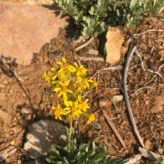 siskiyou mountains ragwort thumbnail 3
