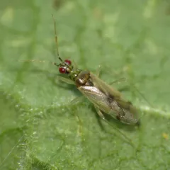 Dicyphus pallicornis thumbnail 2
