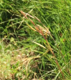 mountain brome thumbnail 3