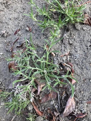 Okhotian Bugseed