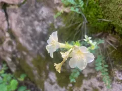 Brandegee's jacob's-ladder thumbnail 1