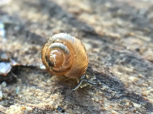 Pinhead Spot Snail
