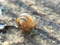 Pinhead Spot Snail thumbnail 1