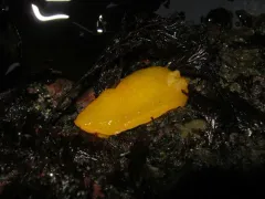 White-speckled Dorid thumbnail 1