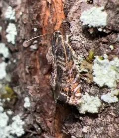 Thaumatographa youngiella thumbnail 3