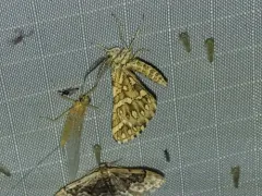 Green Broomweed Looper Moth thumbnail 3