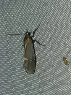 Barnes' Lichen Moth thumbnail 4