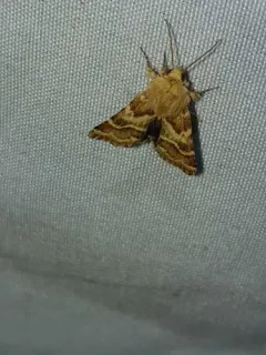 Schinia errans thumbnail 3