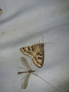 Spotted Clover Moth thumbnail 3
