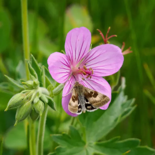 Oregon Gem Moth