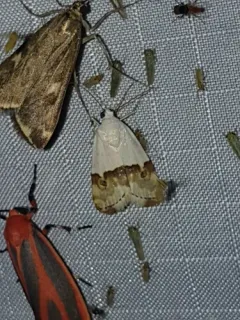 Arizona Bird-dropping Moth thumbnail 2