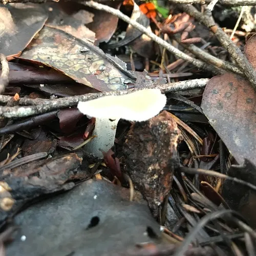 Toothed Jelly Fungus