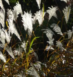Chinese silver grass thumbnail 2