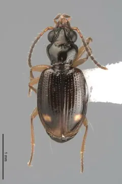 Bembidion frontale thumbnail 3