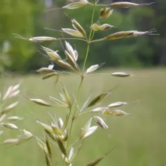 tall oat grass thumbnail 4