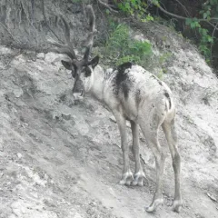 Caribou thumbnail 4