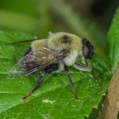 Orange-legged Drone Fly thumbnail 2