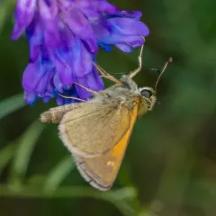 Tawny-edged Skipper thumbnail 1